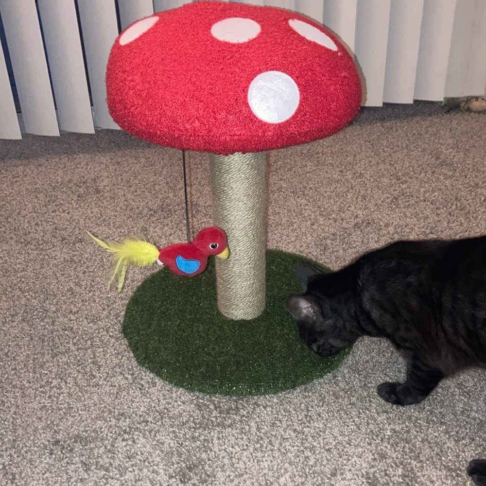 Red Mushroom Cat Scratching Post with Bird Toy